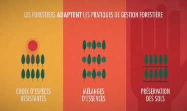 foret-publique-service-climat-3