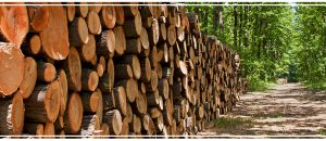 Les méthodes de séchage du bois du réseau ONF Energie Bois