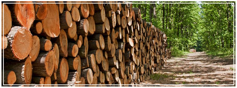 Les méthodes de séchage du bois du réseau ONF Energie Bois