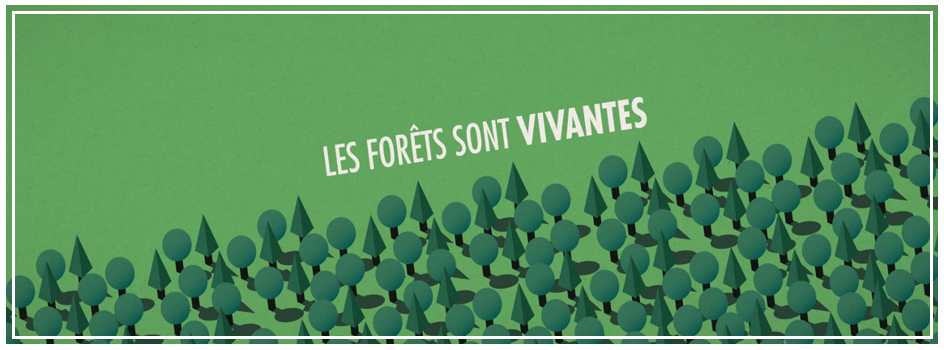 La forêt publique au service du climat