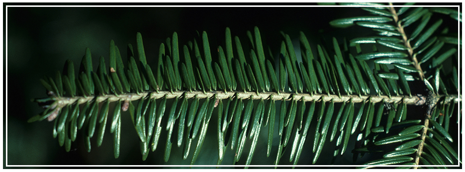 Peut On Bruler Du Resineux Onf Energie Bois