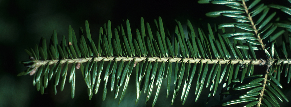 Est-ce qu'on peut brûler du bois de figuier ?
